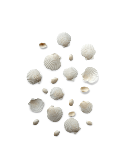 Muschelschalen | 20Stck. | Off White