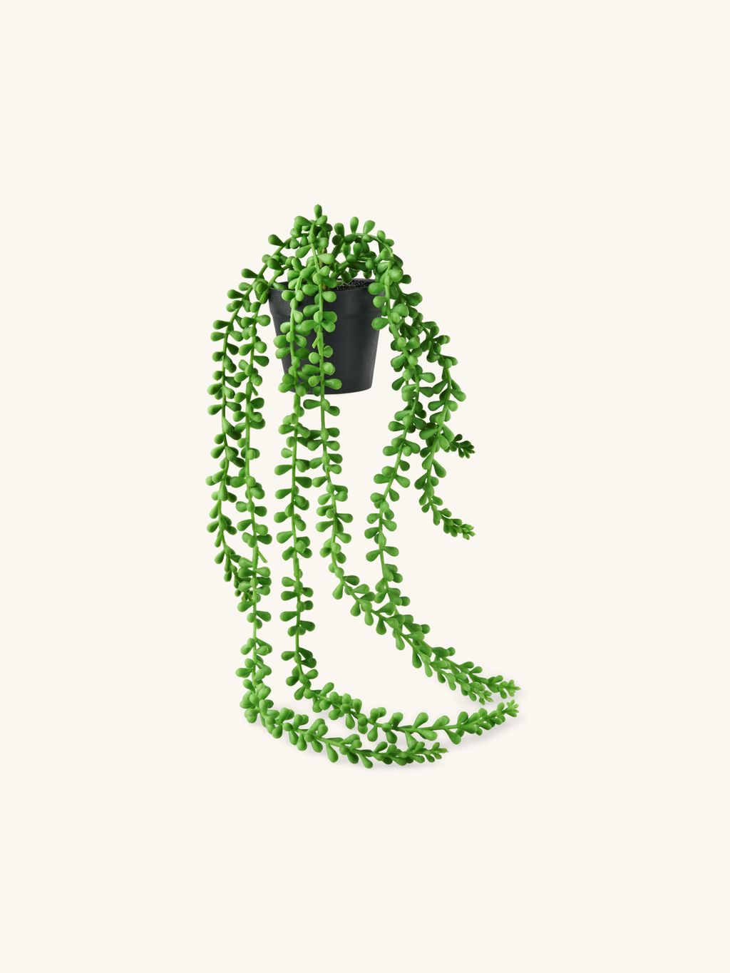 crassula pellucida variegata Crassula pellucida ssp. marginalis 'Variegata' – Succulent Gardens main image 0