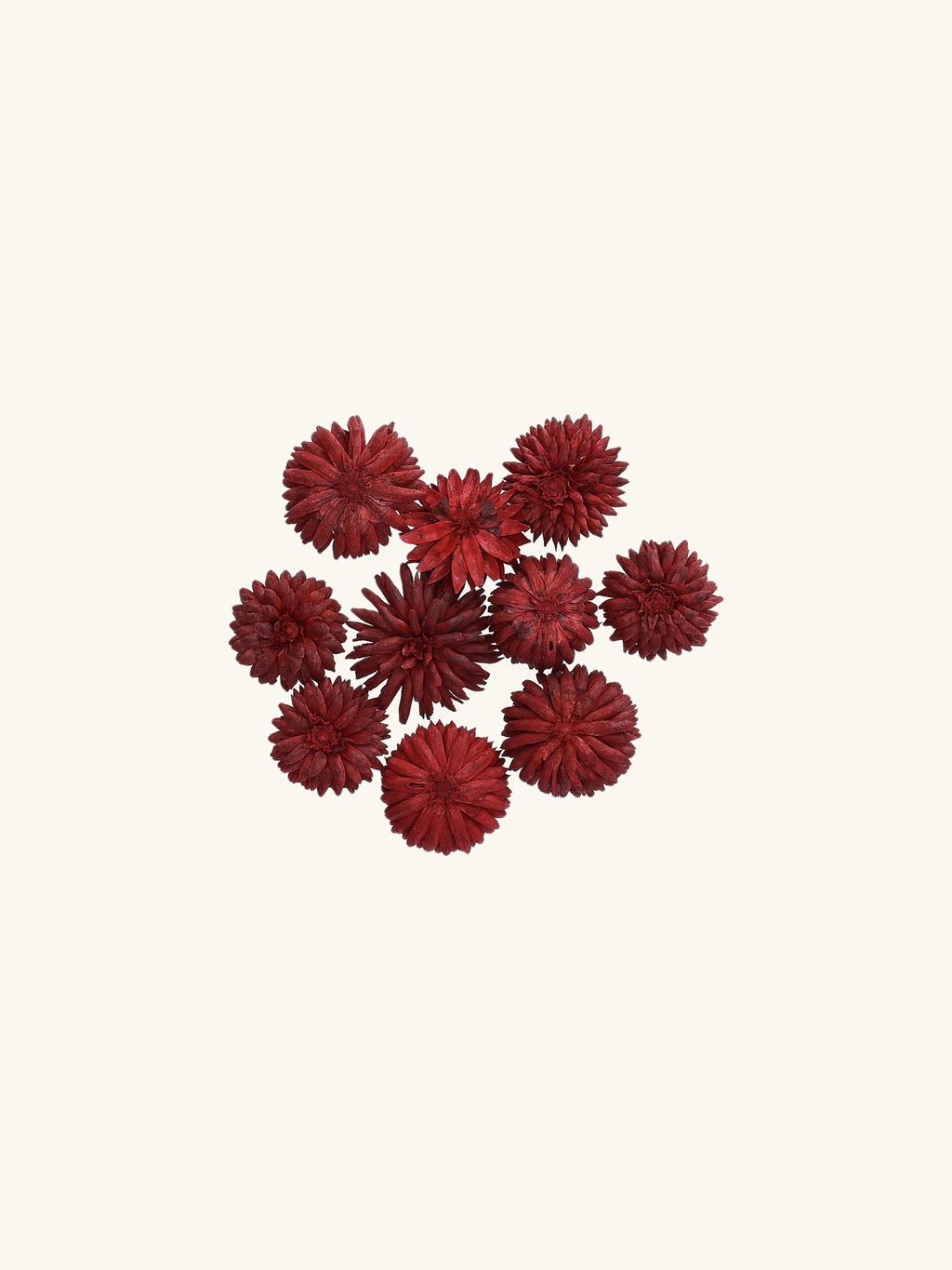 Dekorative Trockenblumen | Getrocknete Blumen. 10 Stck